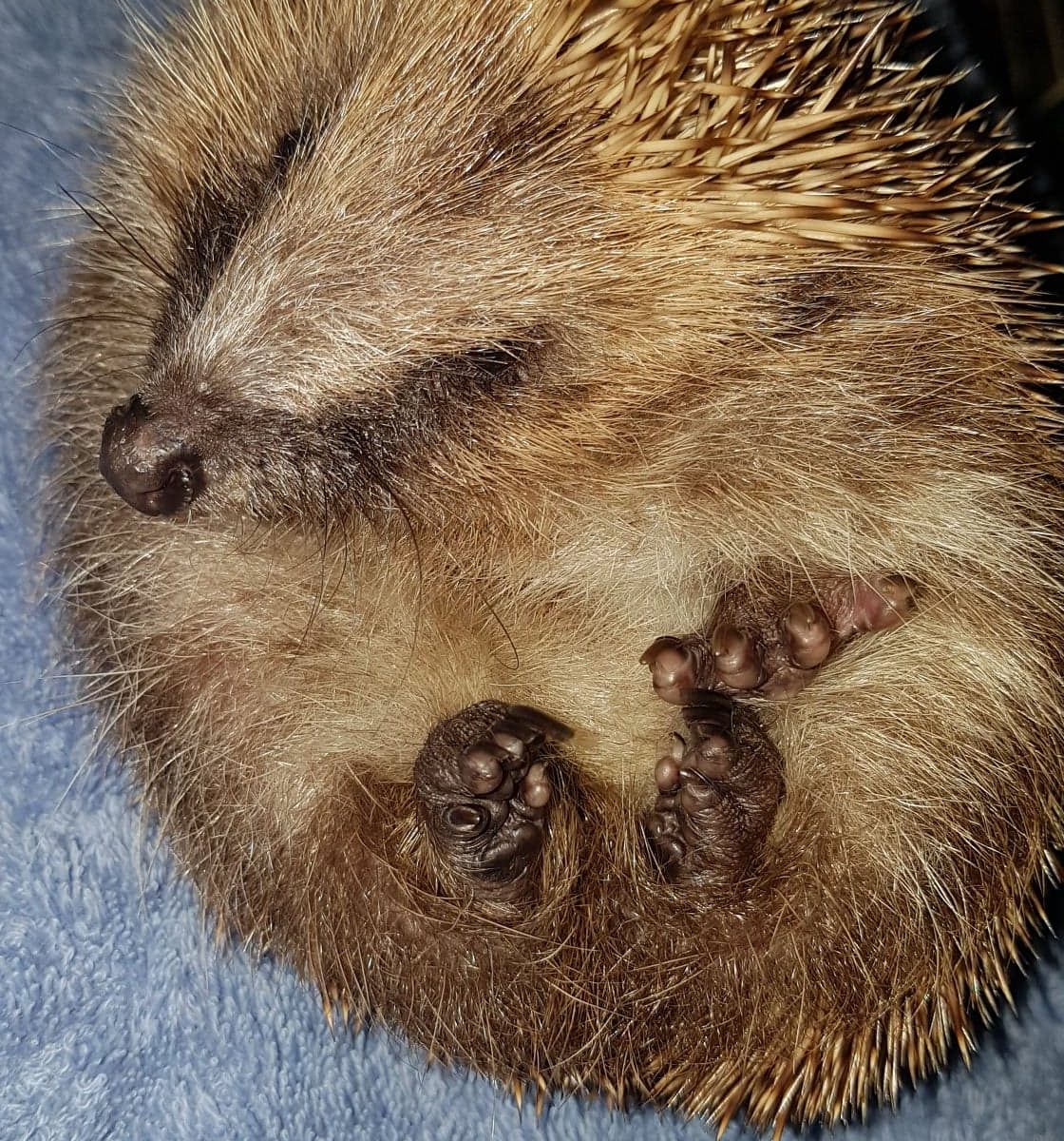 Hamworthy Hedgehogs How To Tempt Hedgehogs Into Your Garden